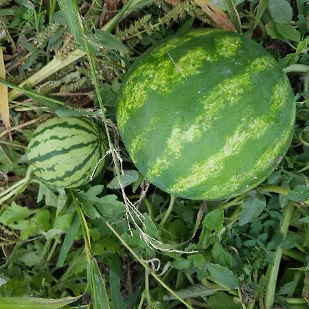 Prirodni Dum V Duchu Velryby Pensjonat Kamenne Zbozi